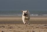 BOULEDOGUE AMERICAIN 165